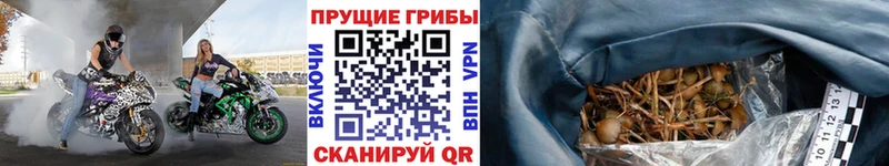 Галлюциногенные грибы Psilocybine cubensis  ссылка на мегу вход  Нытва 